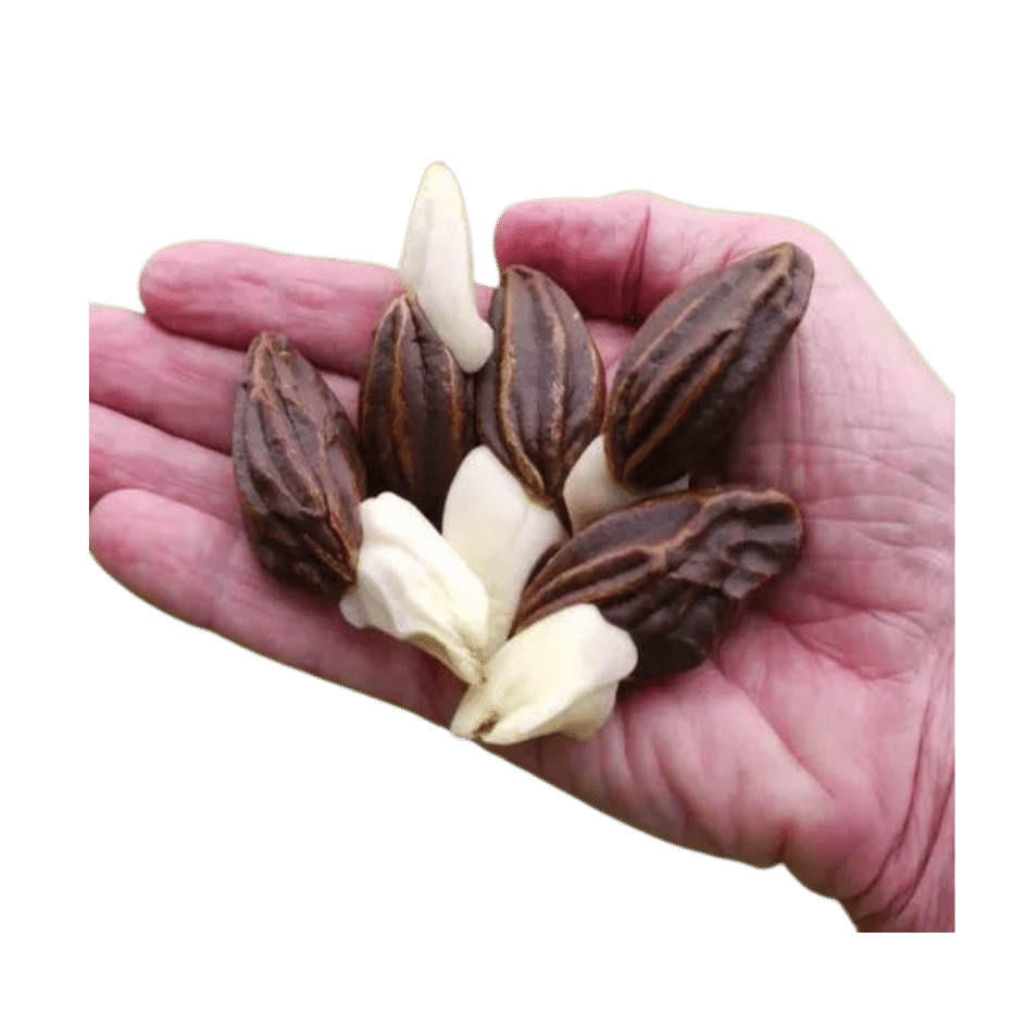 Castanha da sapucaia